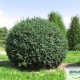 Buxus sempervirens Rotundifolia 60-70 cm B
